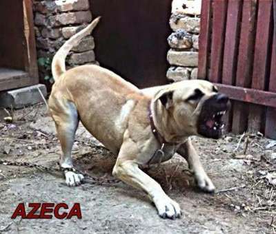 A'ZECA DE CONSTANTIN