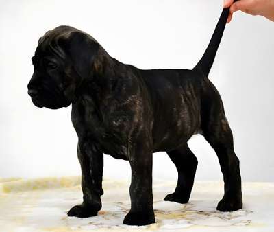 KORBA CABALLERO CANARIO