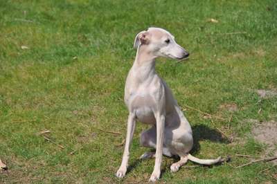 Novastar D'Amby Bambi