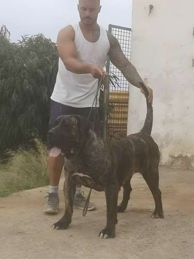 RETAMA DE AJODAR