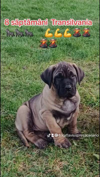 C-TRANSILVANIA DARIA PRESA CANARIO