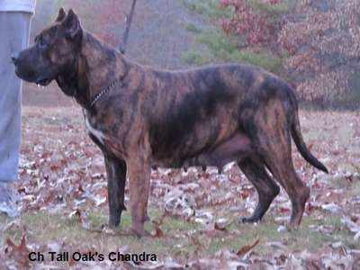CHANDRA OF TALL OAKS