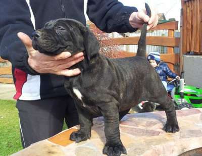 BOSS BULL CANARIO OLGA