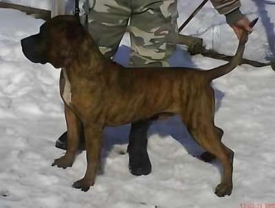 CURTO EL PANNON PERRO DE PRESA