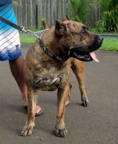 BRAVO KENNEL’S BRAVA (2011)