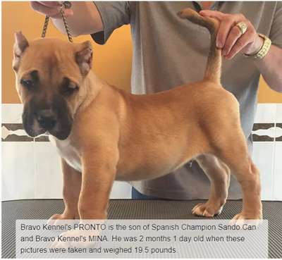 BRAVO KENNEL’S PRONTO