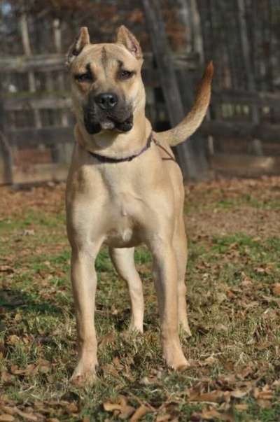 CADELA DOG PUR