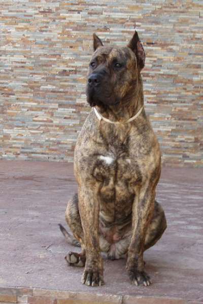 KIRA DE VILLA ALESIA