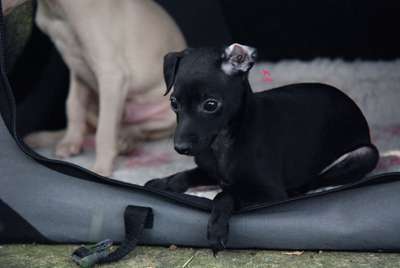 Sååå Kul Sangue Azzurro