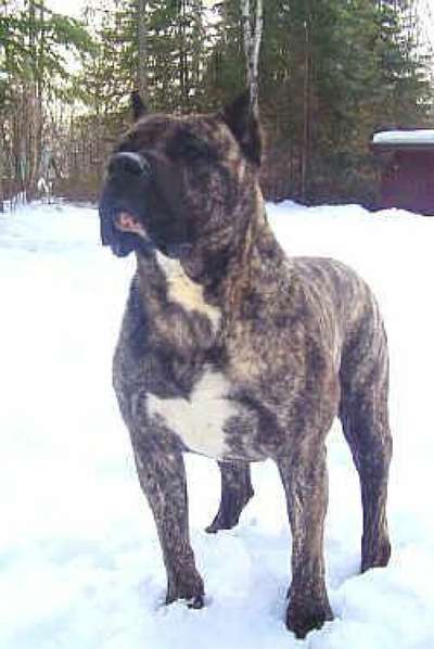 D&G'S GUAPO (ULLR)