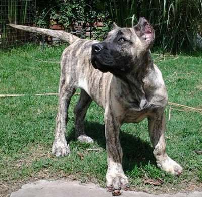 LIO DE RANCHO BRAVO