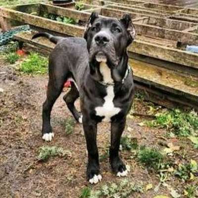 PREACHER DE PCRP KENNEL