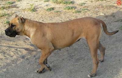 CAROL DE KING ZULU