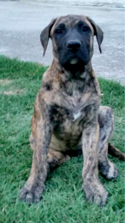 AGUSTIN PERROS DE TOROS