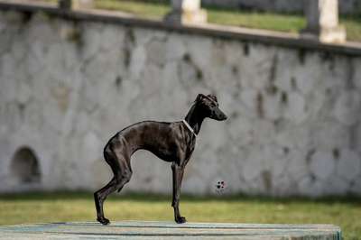 Angel’s Aimeé Isarhund