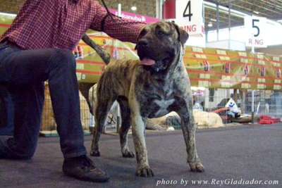 BALTO DE CRISDOCO