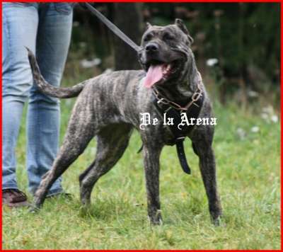 RAJA DE LA ARENA