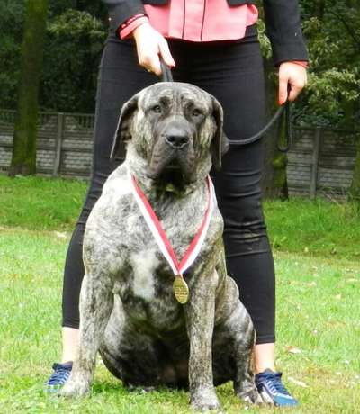 BOSS BULL CANARIO XAYA