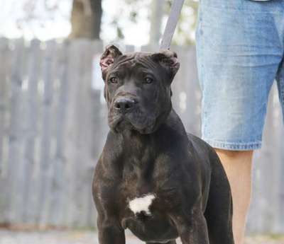 PERP WALK DE CABEZA GRANDE