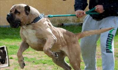 NERON DE RUCADEN