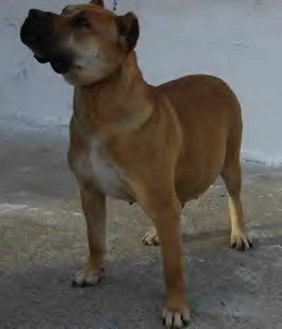 GUARDIAN ANGEL NALA II