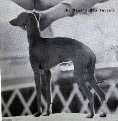 Dasa's Blu Falcon