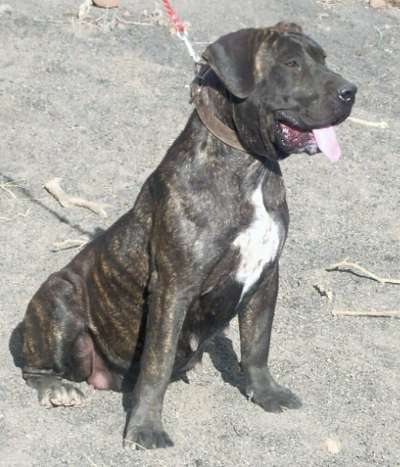 TURCA II