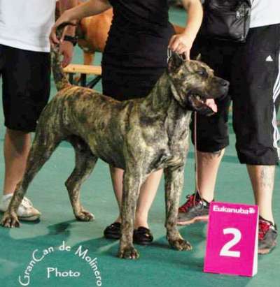 ULTIMATE SELECTION CC DANTE CORTEZ