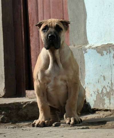 RAGNAR VIKING GUARD KENNEL