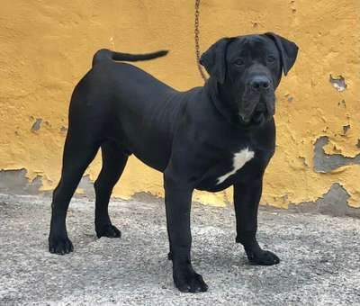 HADES DE LA JACHA