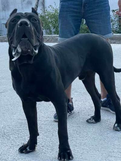 CARLOS SICILIA KENNEL