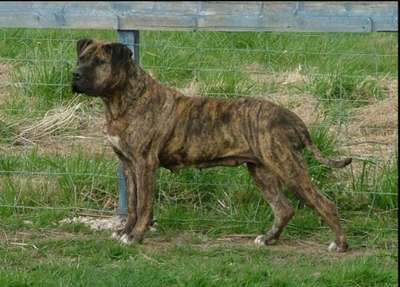 THORNEY ROGUE'S ANIKA