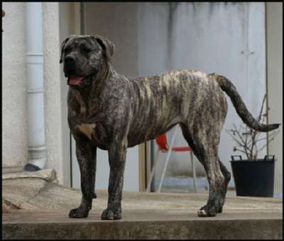 DACA DE SPALATO BULL