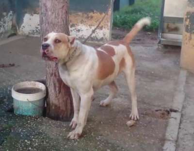 PEPE DE KING ZULU