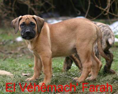 EL VEHEMACH FARAH