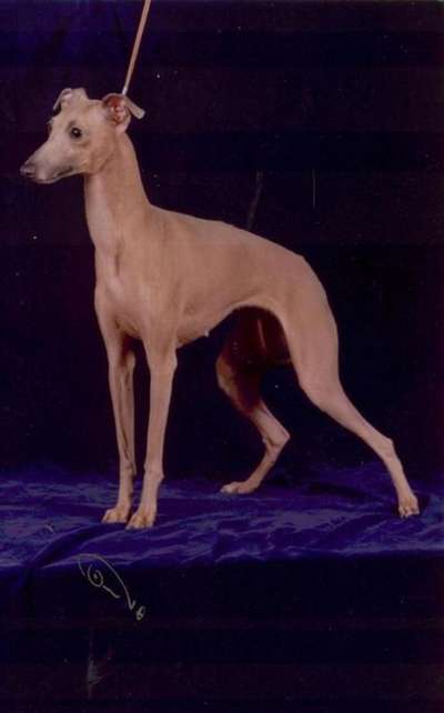 Bella De Silvergrey