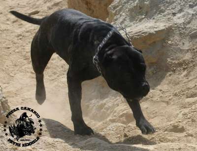 ASASAHA DE PEYRE KENNELS (CRONOX)
