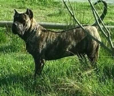 TIGRE DE BARNACAN BULL