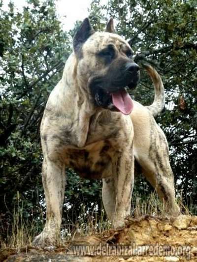 YETI DE CAMARMENA