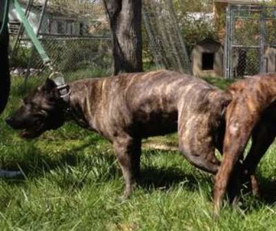 CAPITOL KENNEL ISIS LOVE