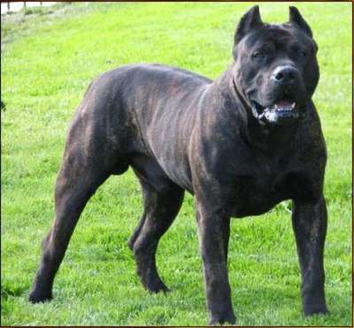 FLEX FLEX DE HIGH VELOCITY K9 (FLEX FLEX HVK9)