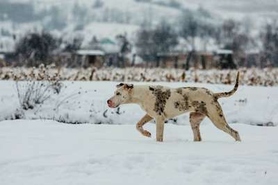 SNO
