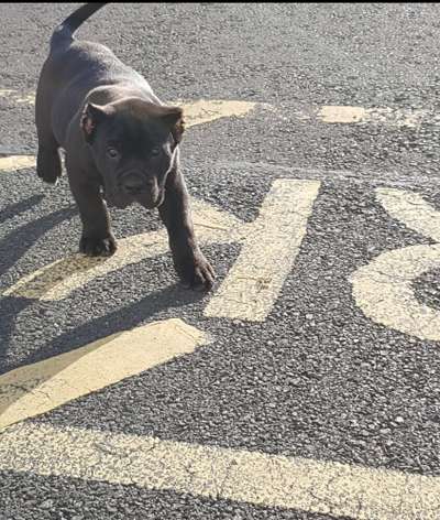 OMEN'S BLACK PANTHER