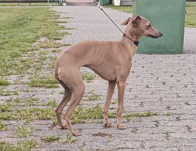 Sprintholic Lusevera