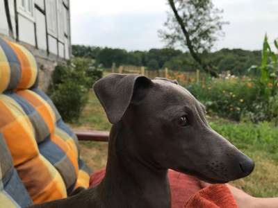 Dakota Vom Roten Schopf
