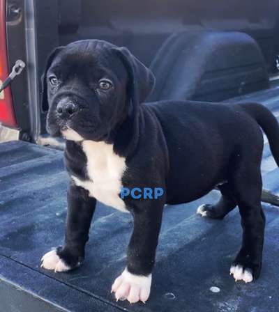 CANDELA DE PCRP KENNEL
