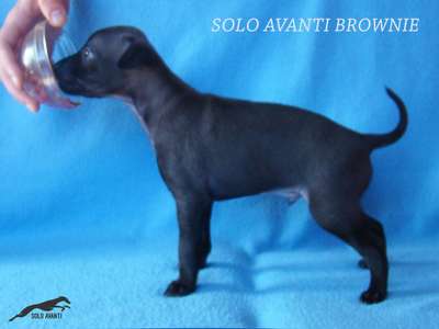 Solo Avanti Brownie