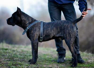 DARCK DIABLO DI ORO (ARES)