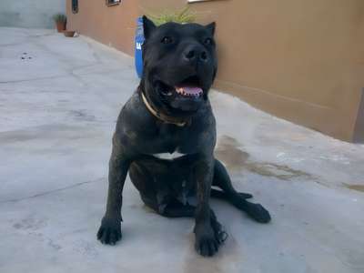 BRUJA DE LA DONACIO
