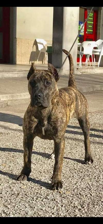 BUCOVINA WORKING DOGS ARYA